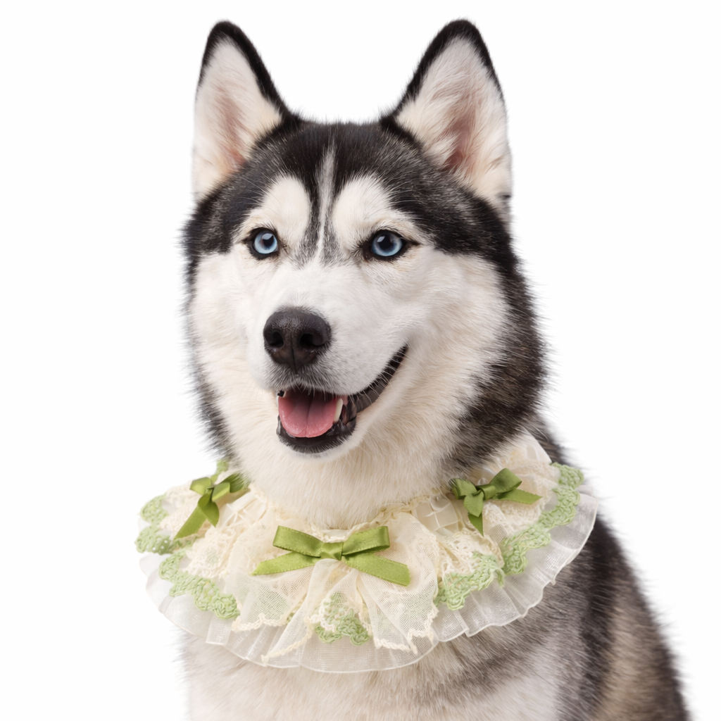 Floral lace pet neckwear cream