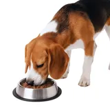 Wholesale pet shop